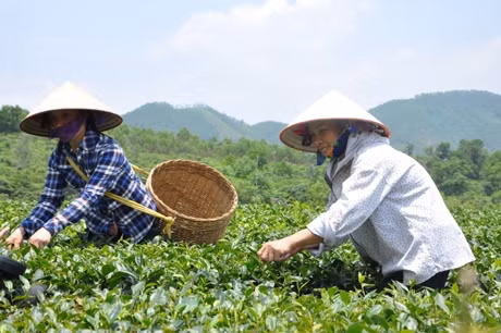 Hội viên phụ nữ xã được vay vốn TYM để phát triển sản xuất, góp phần xóa đói, giảm nghèo.