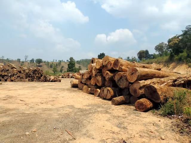 Bãi gỗ tại tiểu khu 278, xã Đác Rơ Nga, huyện Đác Tô, tỉnh Kon Tum.