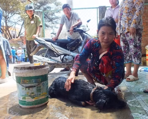 Động vật chết do hít phải khí độc.