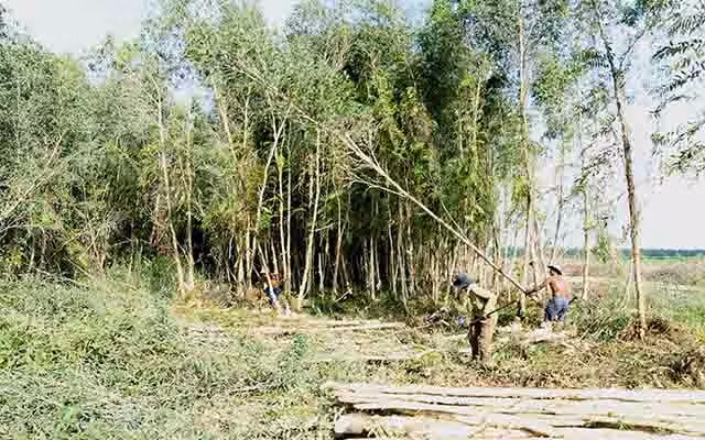 Sau khi chuyển đổi thành công ty cổ phần, Công ty TNHH Một thành viên U Minh Hạ (Cà Mau) đang đề xuất chuyển thành Công ty TNHH Hai thành viên. Trong ảnh: Khai thác gỗ rừng trồng tại công ty.