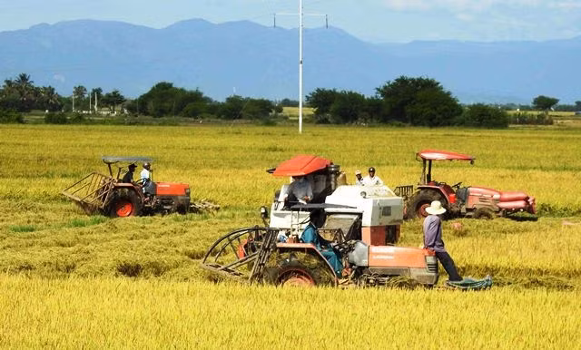 Nông dân xã Phước Thái, huyện Ninh Phước, tỉnh Ninh Thuận thu hoạch lúa vụ đông xuân 2017-2018.