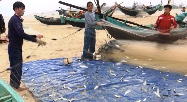 Ngư dân xã Hải Ninh, huyện Quảng Ninh (Quảng Bình) được mùa cá trích.