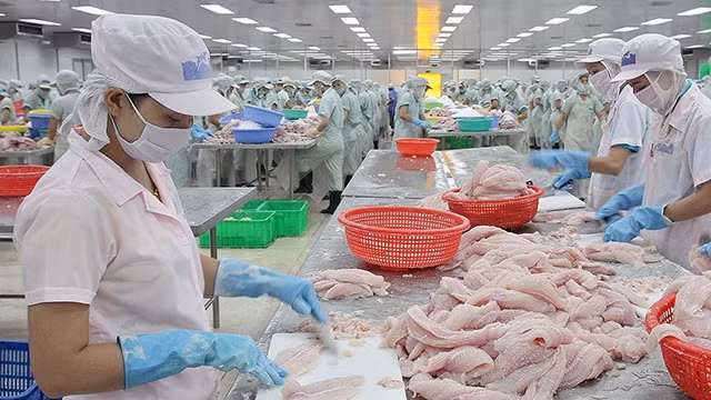 Chế biến cá xuất khẩu tại Công ty cổ phần Hùng Vương (Tiền Giang). Ảnh: Quang Tuấn