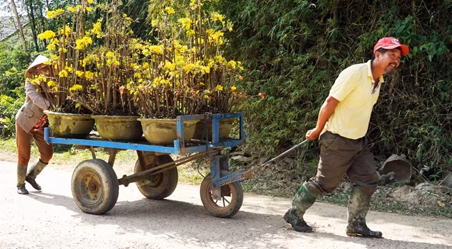 Người dân vận chuyển mai đi tiêu thụ trong các dịp xuân về. Ảnh: TRẦN HOA KHÁ 
