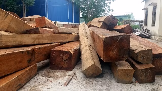 Qua kiểm tra Đoàn liên ngành của thị xã Ayun Pa (Gia Lai) đã phát hiện nhiều cây gỗ lớn có đường kính cả mét tại Công ty TNHH Duy Nguyên.