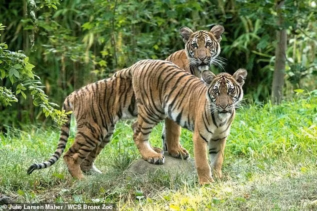 Hai con hổ Sumatra ở Indonesia mắc Covid-19 không rõ nguồn lây ảnh 4