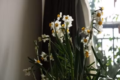Thú chơi thủy tiên ngày Tết
