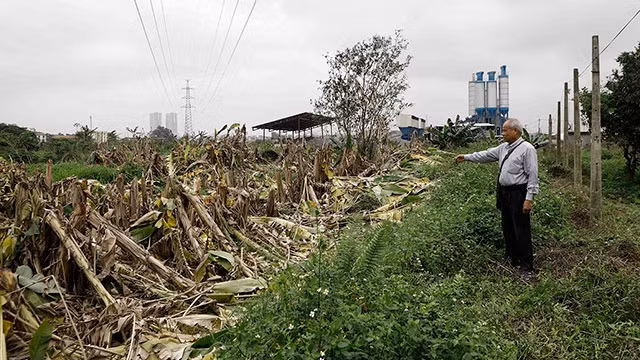 Ông Nguyễn Văn Thắng lo lắng di chỉ Vườn Chuối sẽ bị san lấp. Lo lắng đó đã được giải tỏa phần nào.