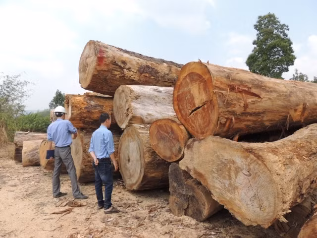Công ty Lâm nghiệp Đác Tô tự ý kéo thêm 84,874 m3 gỗ ra khỏi rừng.