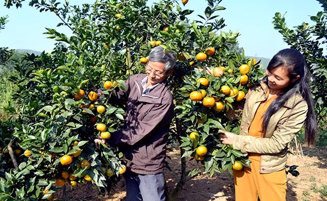 Mô hình trồng cây ăn quả của Hợp tác xã cây ăn quả Quang Vinh (xã Thái Long, TP Tuyên Quang, tỉnh Tuyên Quang) giúp các thành viên có thu nhập cao và ổn định. Ảnh: THÙY LINH