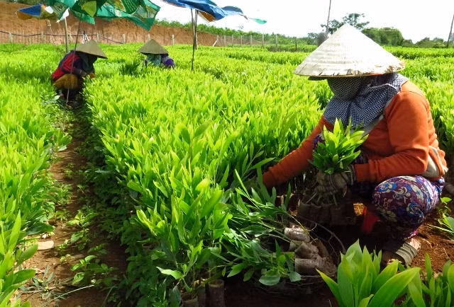 Cây giống của Công ty TNHH lâm nghiệp Hồng Sum chuẩn bị xuất vườn phục vụ mùa trồng rừng năm 2016.