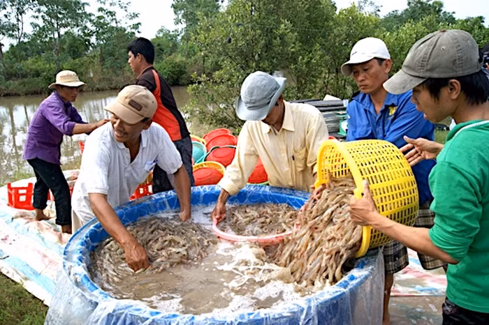 Cà Mau ưu tiên vốn để doanh nghiệp thu mua nguyên liệu tạm trữ, góp phần bình ổn sản xuất và giá tôm. 