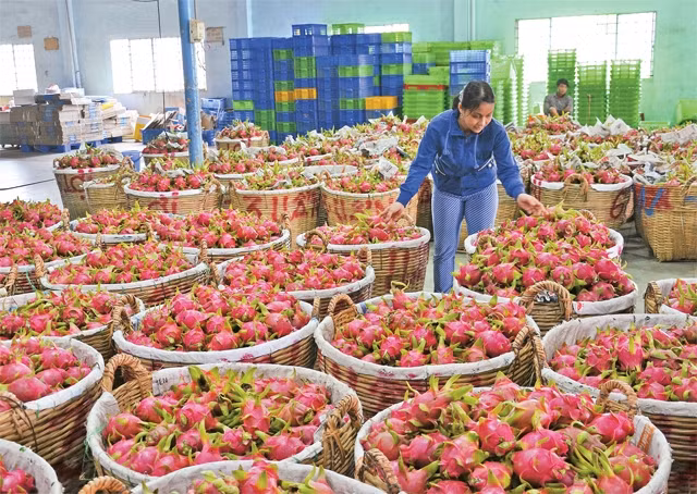Một điểm thu mua, đóng gói thanh long ở Long An.
