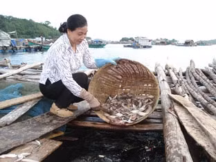 Nuôi cá lồng bè ở đảo Nam Du.
