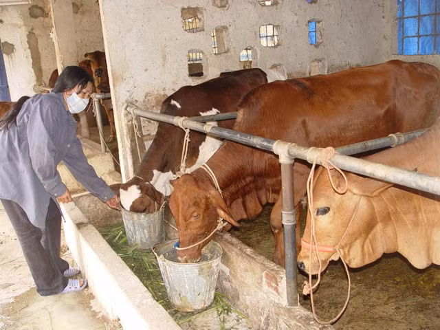 Trong những ngày giá rét, các hộ dân nên nuôi nhốt gia súc, cho ăn bổ sung thức ăn giàu chất dinh dưỡng.