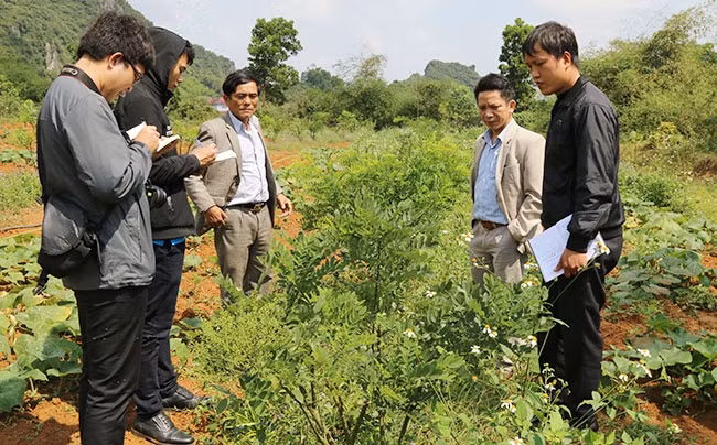 Cán bộ Viện Dược liệu (Bộ Y tế) khảo sát mô hình trồng hòe tại huyện Tân Kỳ (Nghệ An). Ảnh: THU TRANG