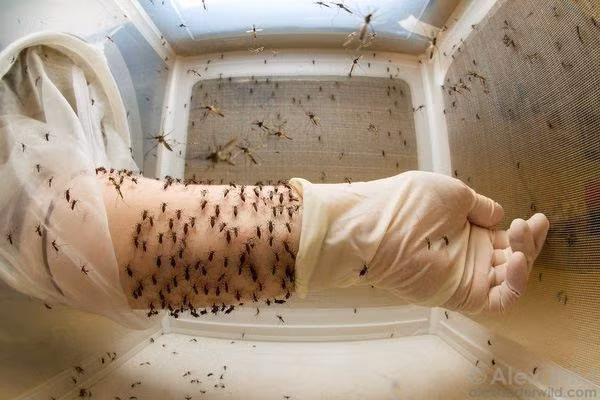 Muỗi Wolbachia được nuôi trong phòng thí nghiệm.