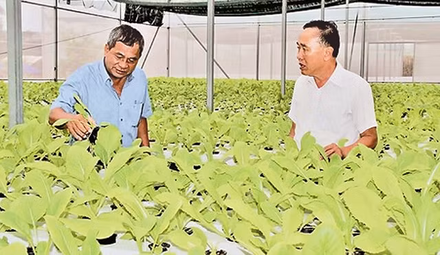 Rau sạch trồng theo phương pháp thủy canh trong nhà lưới được HTX Xuân Lộc trồng và trực tiếp bán cho người tiêu dùng. 