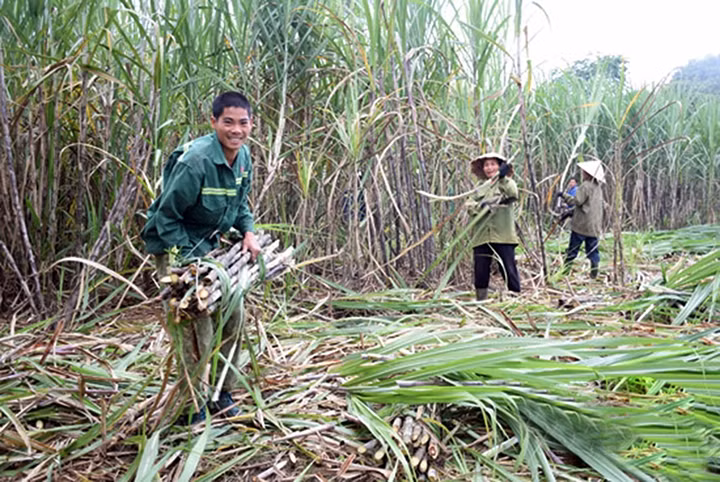 Nông dân xã Giai Xuân, huyện Tân Kỳ (Nghệ An) thu hoạch mía nguyên liệu. Ảnh: QUANG AN