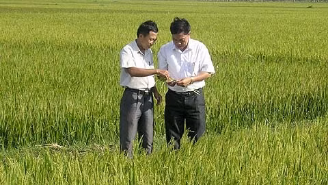 Lúa giống mới DQ11 cho năng suất, chất lượng cao ở huyện Yên Khánh (Ninh Bình).