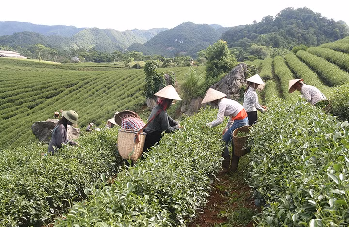 Huyện Vân Hồ (Sơn La) đã tận dụng tốt điều kiện tự nhiên với khí hậu cận ôn đới, đất đai màu mỡ để phát triển nông nghiệp, nâng cao đời sống người dân. Trong ảnh: Người dân bản Hua Tạt, xã Vân Hồ, hu