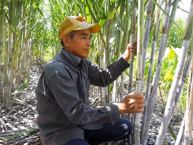 Nông dân buồn, lo vì giá mía thấp.