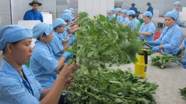 Tính đến cuối tháng 11 nhóm nông sản trồng trọt xuất khẩu tăng 16% so với cùng kỳ năm 2016. (Ảnh internet)