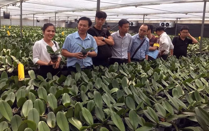Mô hình trồng hoa lan của Viện Nghiên cứu rau quả (Viện Khoa học nông nghiệp Việt Nam).