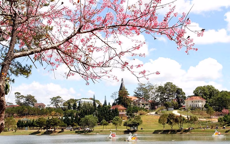 Những năm gần đây, hàng nghìn cây mai anh đào được di thực về quanh hồ Xuân Hương và nhiều cung đường khác trong thành phố, dần tạo nên những “không gian mai anh đào” quyến rũ. 