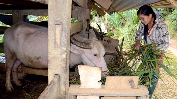 Người dân xã Thượng Giáp, huyện Na Hang (Tuyên Quang) nuôi nhốt gia súc trong những ngày rét đậm, rét hại. Ảnh: ÐÀO THANH