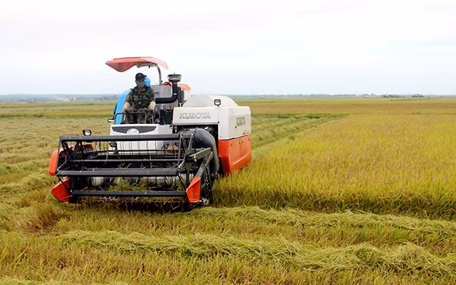 Nông dân Quảng Trị thu hoạch lúa thích ứng biến đổi khí hậu vụ hè thu. Ảnh: LÂM QUANG HUY