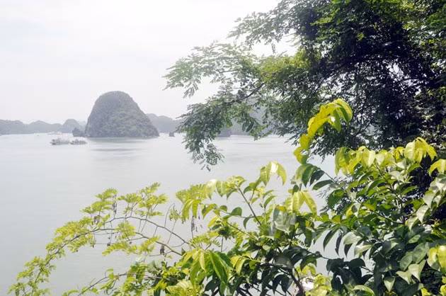 Hấp dẫn Soi Sim