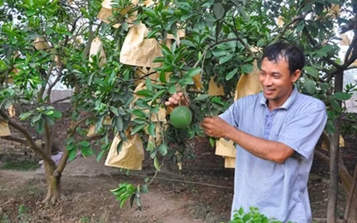 Nông dân xã Thượng Mỗ, huyện Đan Phượng (Hà Nội) chăm sóc cây bưởi.