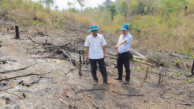 Cán bộ Ban Quản lý rừng phòng hộ Buôn Đôn kiểm tra thực trạng phá rừng tại khoảnh 12, tiểu khu 469.