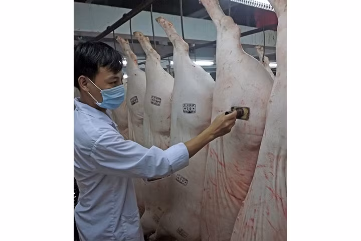 Ðóng dấu kiểm định bảo đảm an toàn thực phẩm trước khi xuất xưởng ra thị trường tại cơ sở giết mổ Long Hiệp, xã Long Hiệp (huyện Bến Lức). 