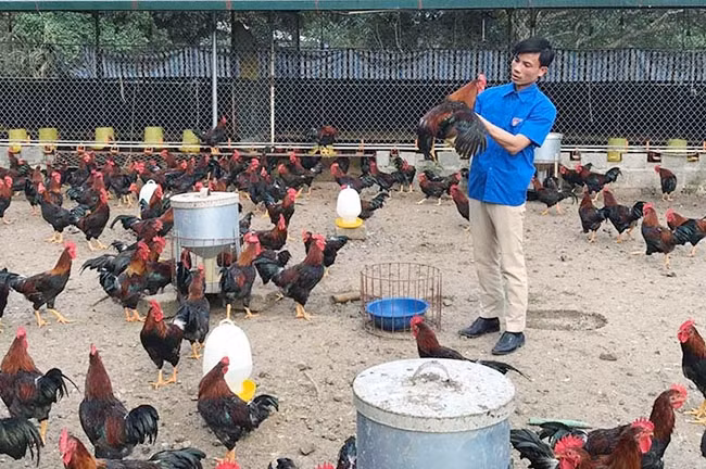 Chăn nuôi gà ri ở xã An Bình, huyện Lạc Thủy (Hòa Bình) đem lại hiệu quả kinh tế cao. Ảnh: HOÀNG ANH