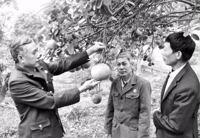 Chủ tịch Hội CCB huyện Phú Bình Dương Văn Cường trao đổi kinh nghiệm làm kinh tế vườn đồi với các hội viên.