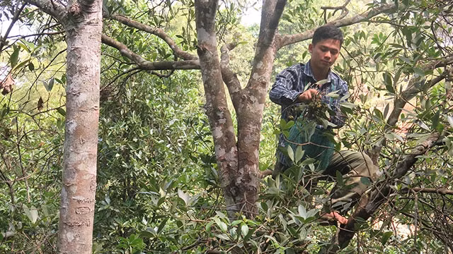 Người dân xã Yên Phúc (Văn Quan) hái hoa hồi chủ yếu bằng tay, trèo lên cây nhặt từng bông hoa hồi, nên rất dễ xảy ra tai nạn.