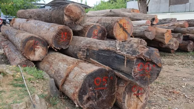 Gỗ lậu của Phượng “râu” đang được tạm giữ tại Hạt kiểm lâm huyện Cư Giút.