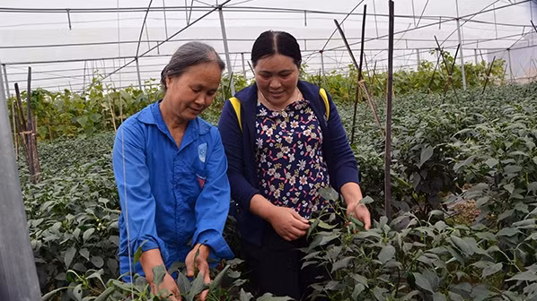 Xã viên Hợp tác xã Minh Tâm trao đổi về kỹ thuật trồng ớt ngọt trong nhà lưới.