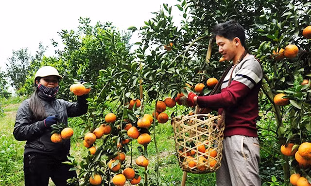 Nhờ đẩy mạnh ứng dụng tiến bộ khoa học công nghệ vào sản xuất, sản phẩm cam sành Hà Giang đã trở thành thương hiệu được ưa chuộng trên thị trường. Trong ảnh: Người dân xã Vĩnh Phúc (Bắc Quang, Hà Gian