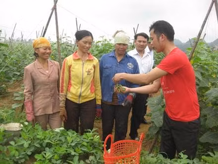 Kỹ sư trồng trọt trao đổi với nông dân xã Nga An kỹ thuật chăm sóc dưa bao tử.