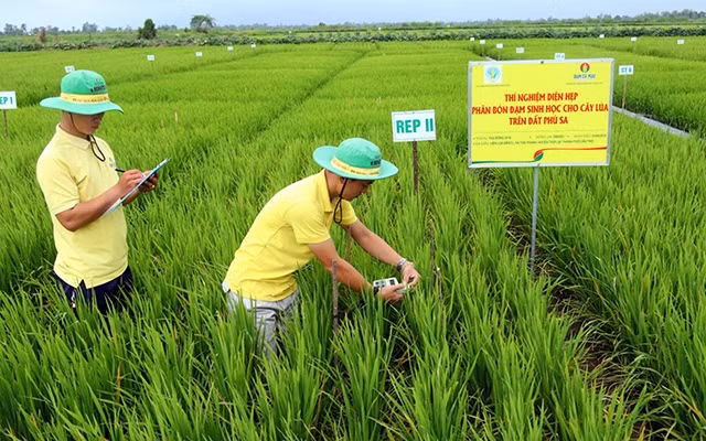 Chương trình Trải nghiệm giải pháp canh tác với phân bón ứng dụng công nghệ cao tại 142 hợp tác xã vùng đồng bằng sông Cửu Long tại tỉnh Cà Mau. Ảnh PVCFC