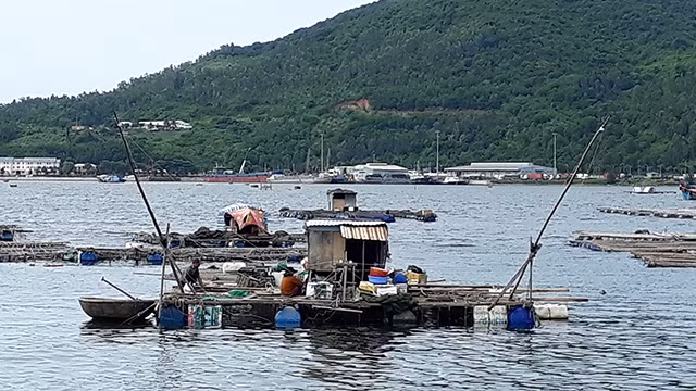 Nhiều hộ nuôi cá bè cố gắng vượt qua khó khăn để mưu sinh.