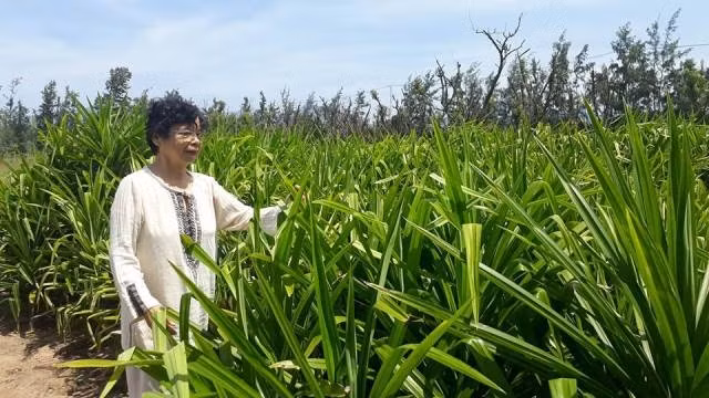 Nữ kỹ sư Lê Thị Tuyết Anh giới thiệu về vườn dược liệu xanh mướt. 
