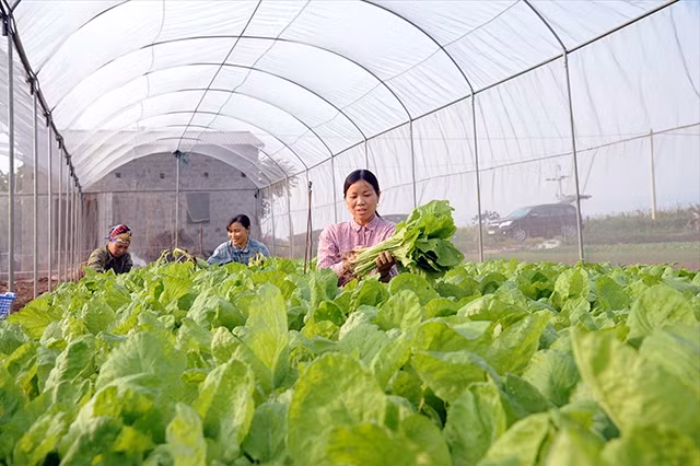 Thu hoạch rau sạch tại Hợp tác xã rau quả sạch Chúc Sơn, huyện Chương Mỹ, TP Hà Nội. Ảnh: Trần Hải