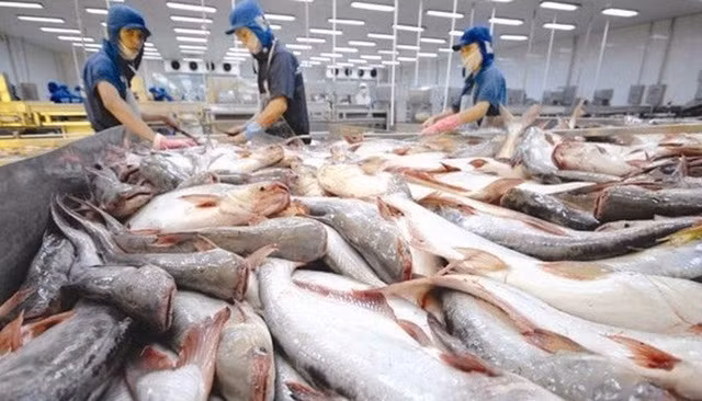Xuất khẩu cá tra đang đón những tín hiệu tốt từ các thị trường lớn.