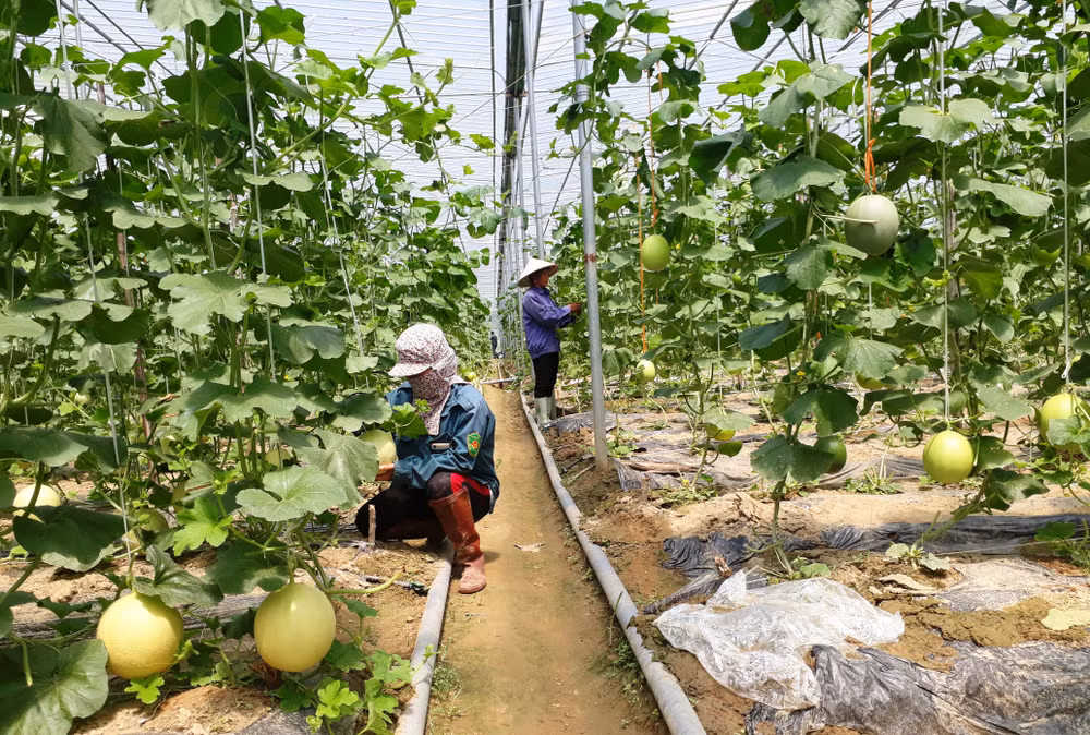 Nông dân Quang Kim thu hoạch dưa trồng trong nhà lưới, áp dụng tiêu chuẩn VietGap. 