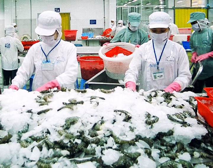 Chế biến tôm đông lạnh xuất khẩu tại Cà Mau.     Ảnh: TẤN ÐIỆP
