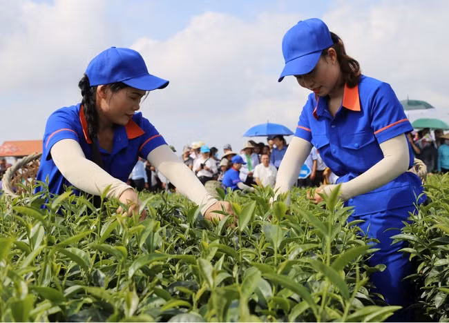 Thu hoạch chè ở xã Quảng Long, huyện Hải Hà (Quảng Ninh).